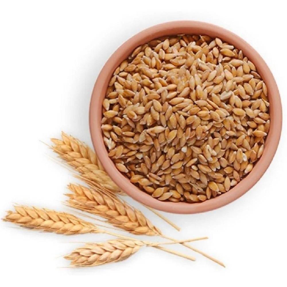 WHEAT GRAINS WHEAT GRAINS - Image 1