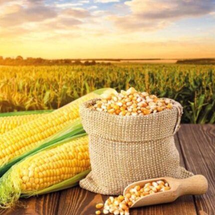 YELLOW CORN / MAIZE