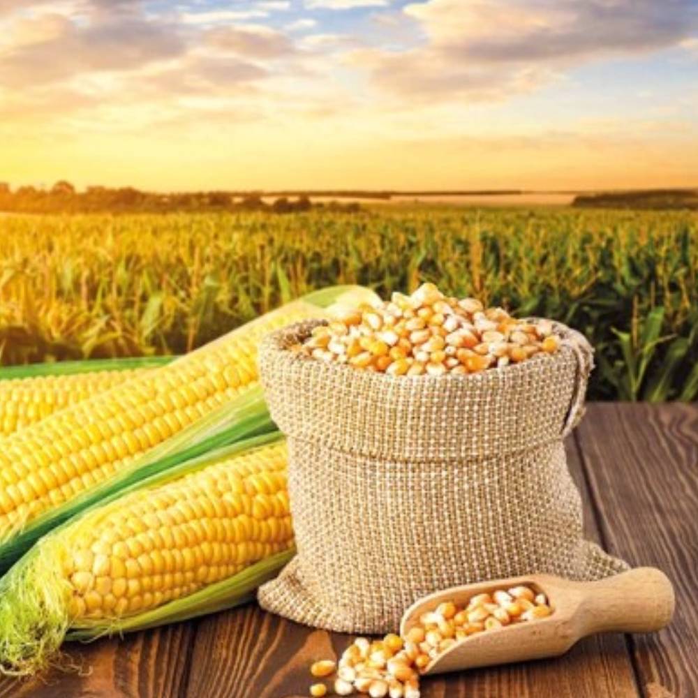 YELLOW CORN MAIZE YELLOW CORN / MAIZE - Image 1